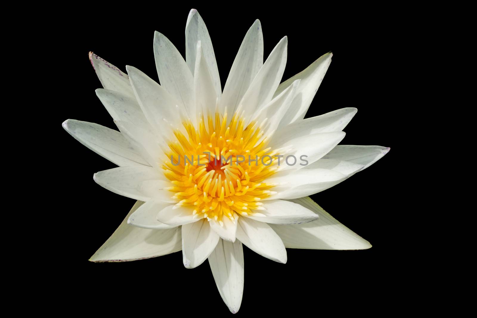 White lotus flower or water lily flower isolated on black background.