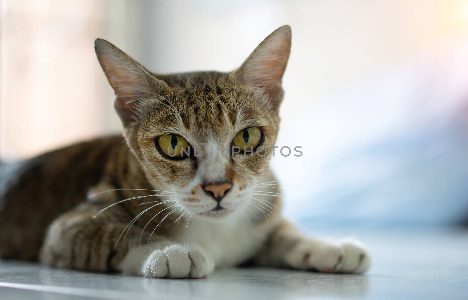 Old cat, real Thai breeds, sit in the house. Soft color tone.