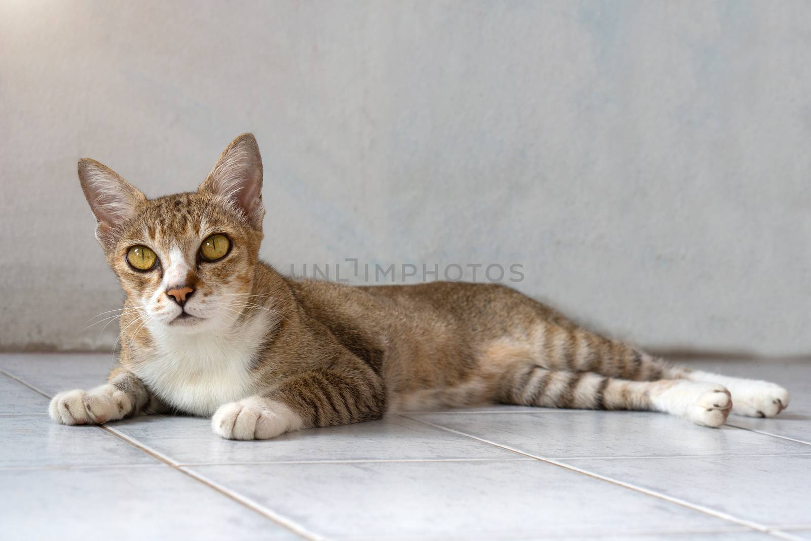 Old cat, real Thai breeds, sit in the house. Soft color tone.