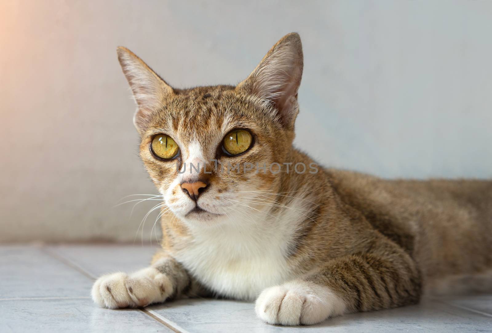 Old cat, real Thai breeds, sit in the house. Soft color tone.