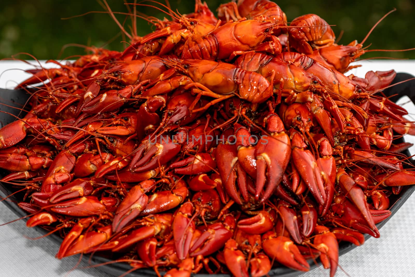 A lot of cooked signal crayfish, Pacifastacus leniusculus, ready to eat