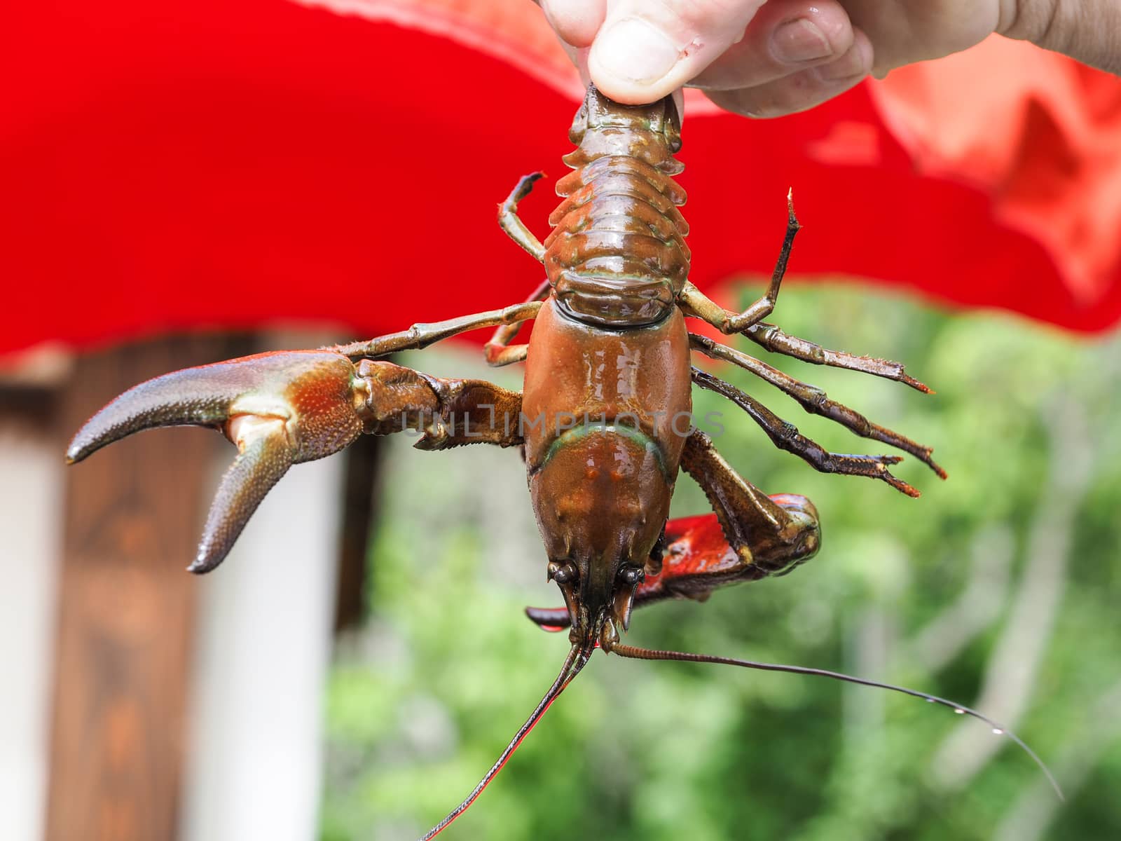 Signal crayfish in a hand by reinerc
