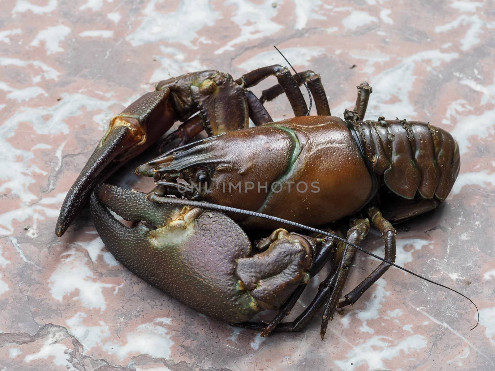 Close-up of signal crayfish by reinerc