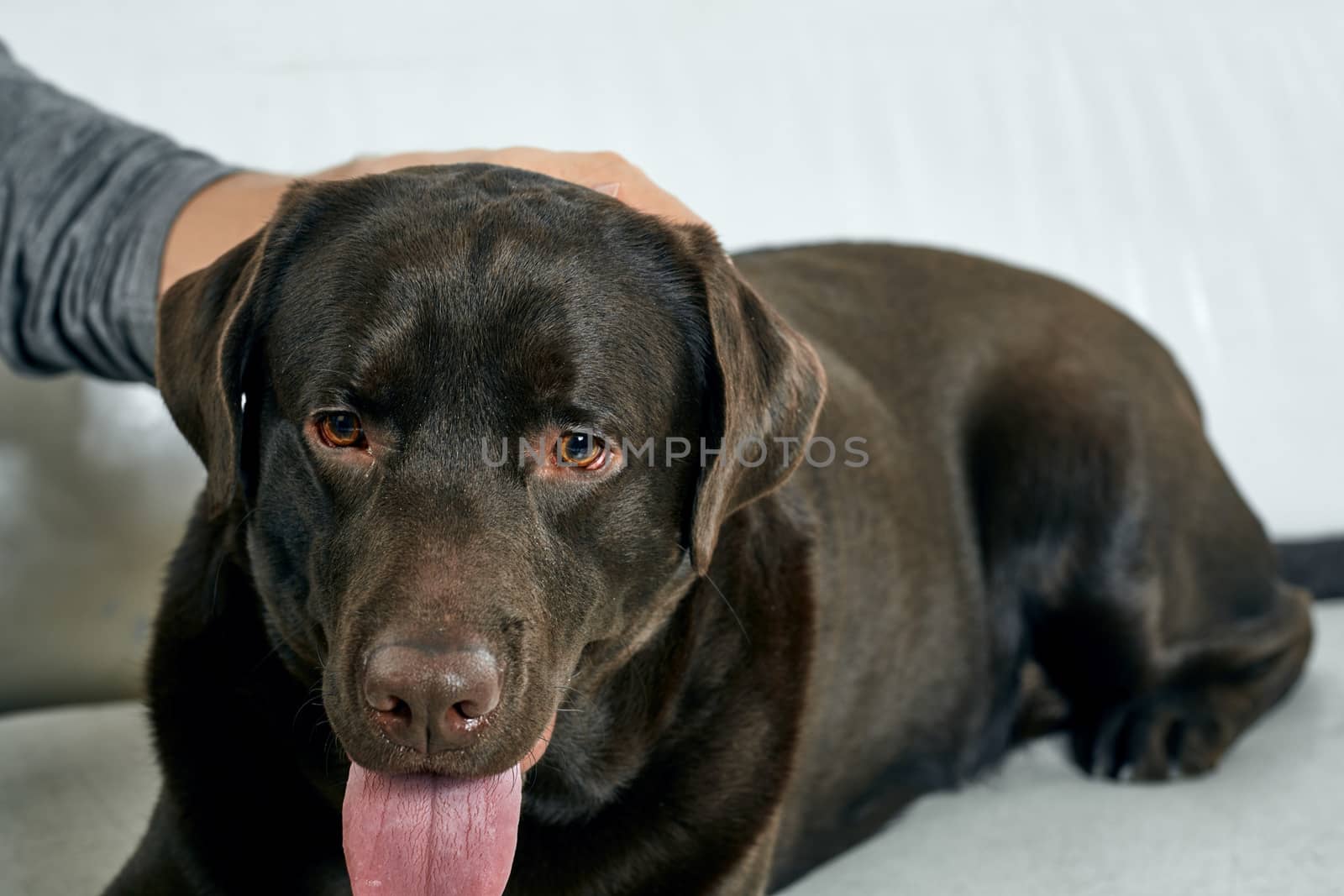 Purebred dog with black hair on a light background portrait, close-up, cropped view. High quality photo