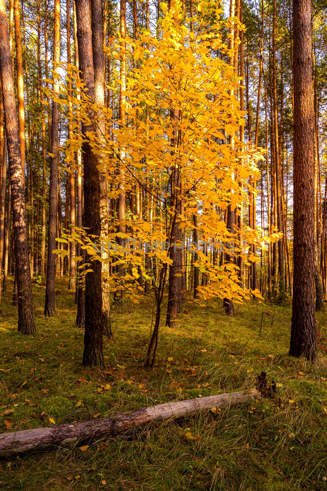 Maple with golden leaves in the autumn pine forest.