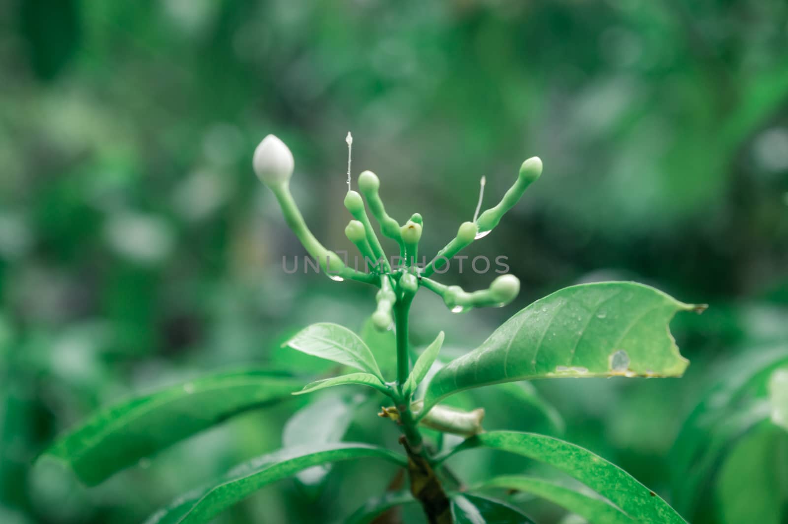 Rain falling on White Crape Jasmine Flower plant. Summer Monsoon Rain Stock Photo. Nature Rainy Season Background. Selective Focus on foreground. Copy Space Room For Text.