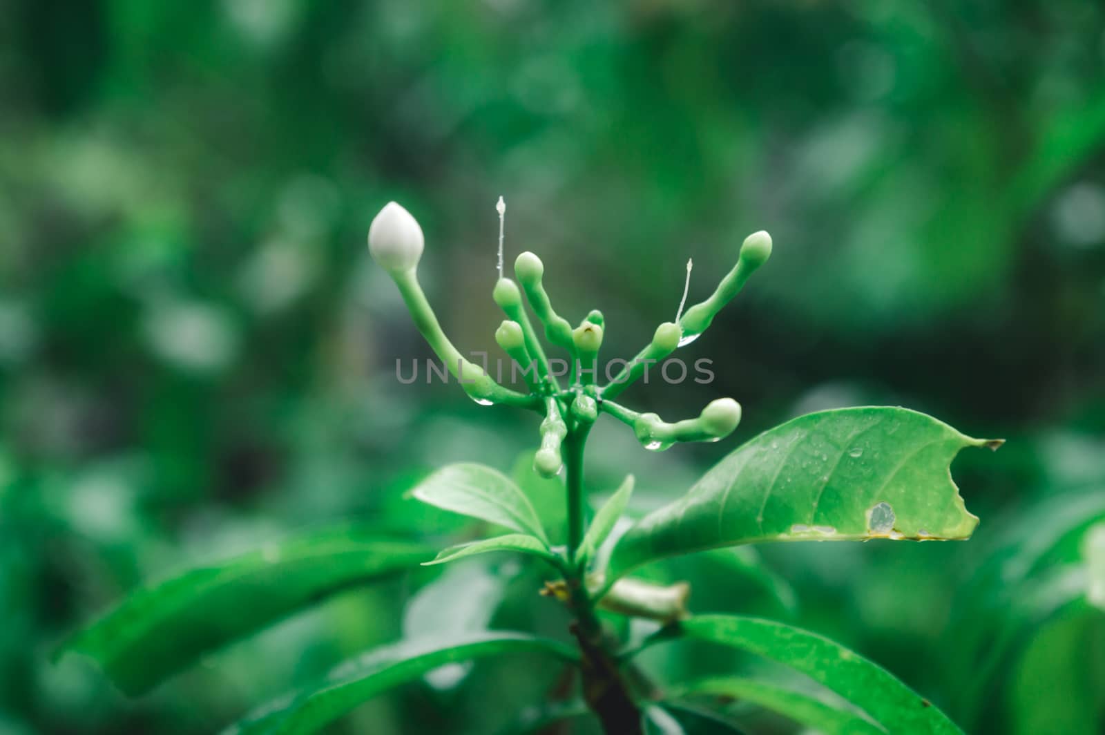 Rain falling on White Crape Jasmine Flower plant. Summer Monsoon Rain Stock Photo. Nature Rainy Season Background. Selective Focus on foreground. Copy Space Room For Text. by sudiptabhowmick
