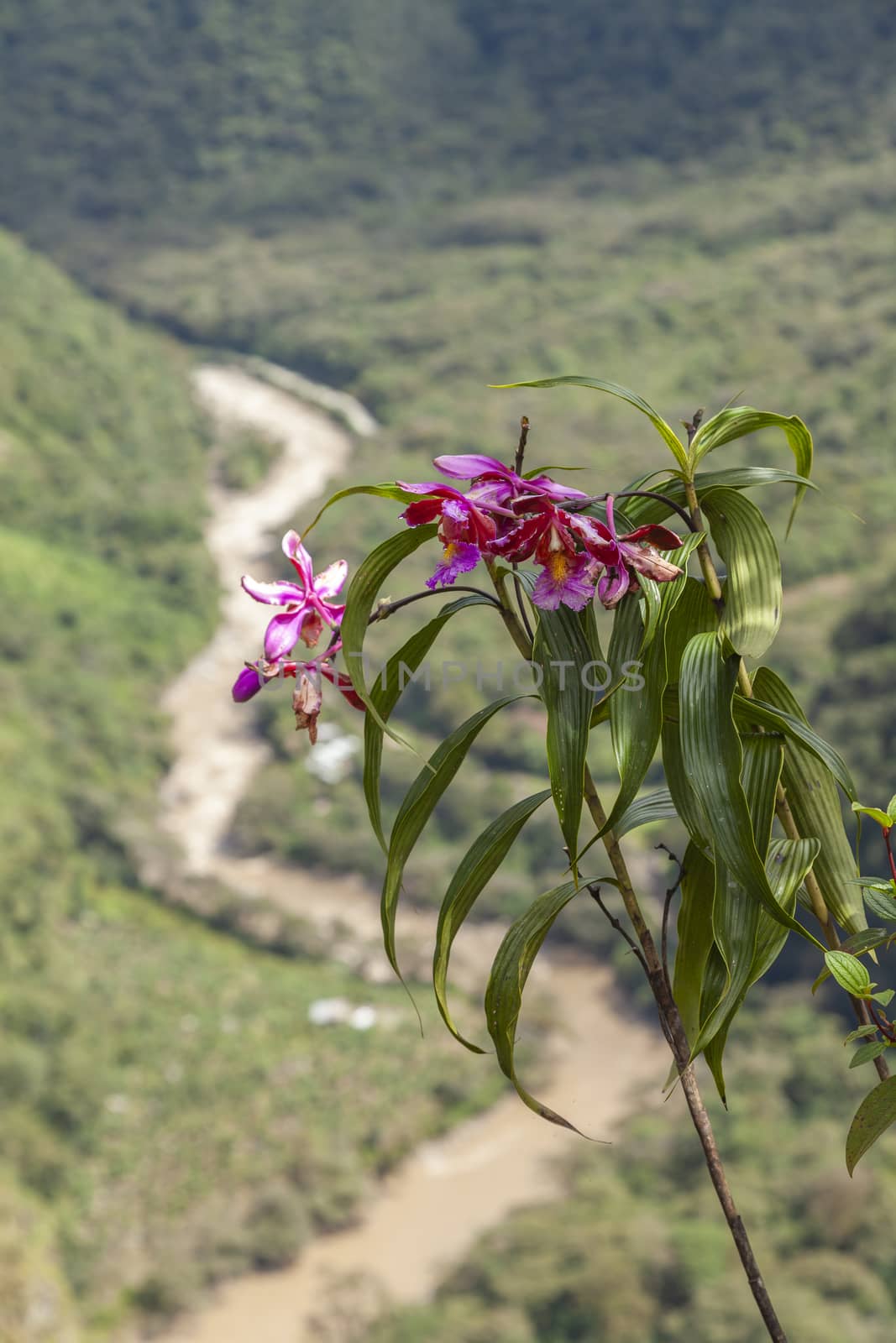 Aguas Calientes, Peru - April 5, 2014: Pink orchids high up on the sacred Putucusi mountain, near Machu Picchu, Peru.