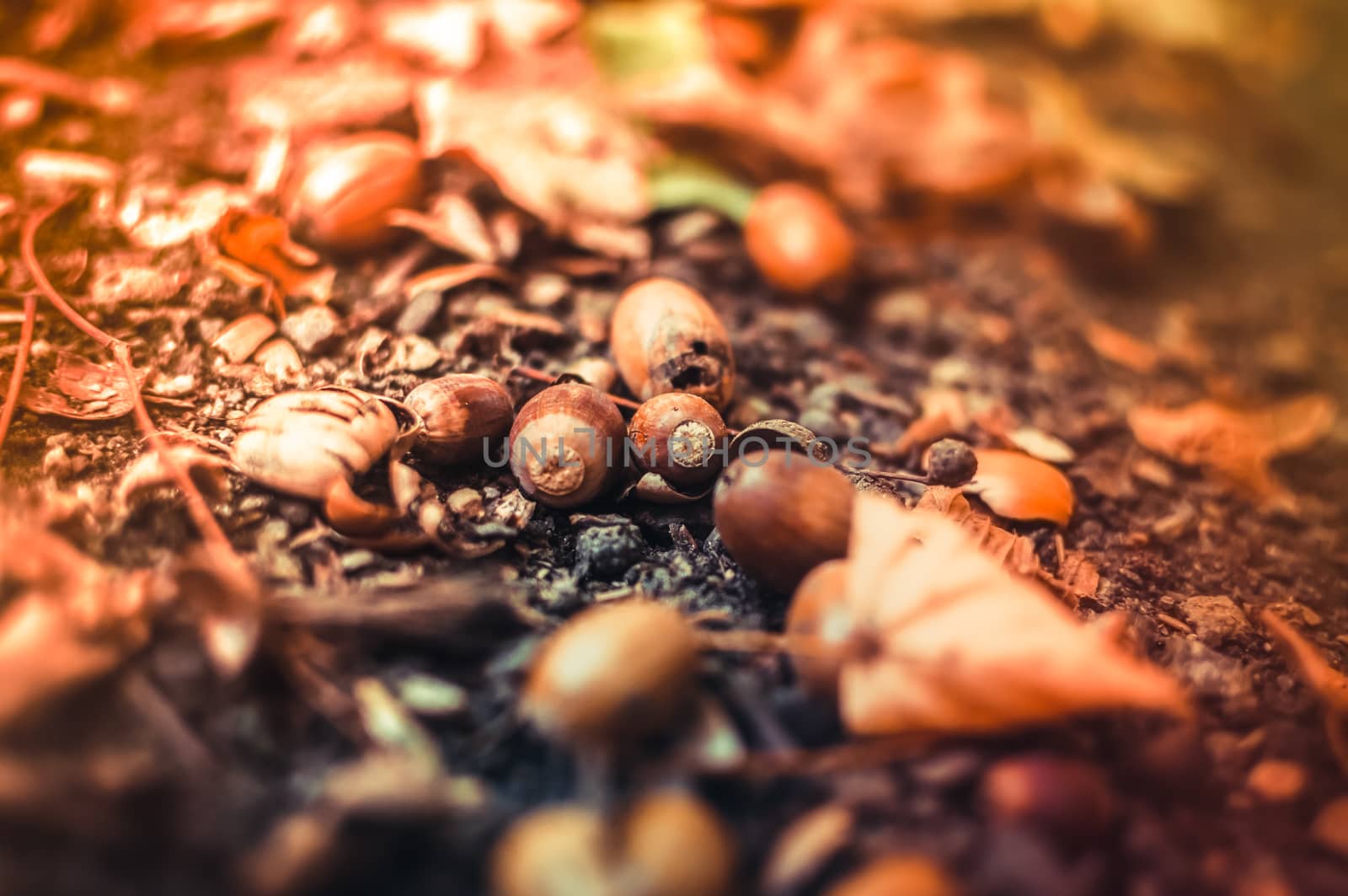 Fallen acorns with hats lie on the ground in the forest among the leaves. Textural background and natural materials with selective focus and bokeh. Copy space
