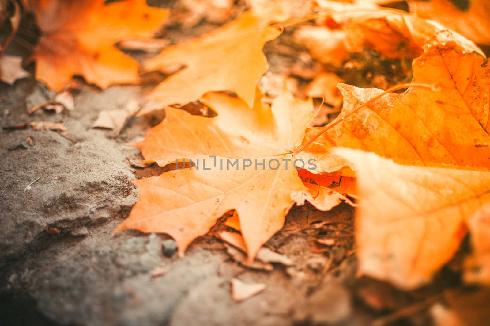 Maple leaves lie on the stone blocks in the park. The cold season of autumn. Time before halloween. The concept of the autumn period. Copy space. by Alla_Morozova93