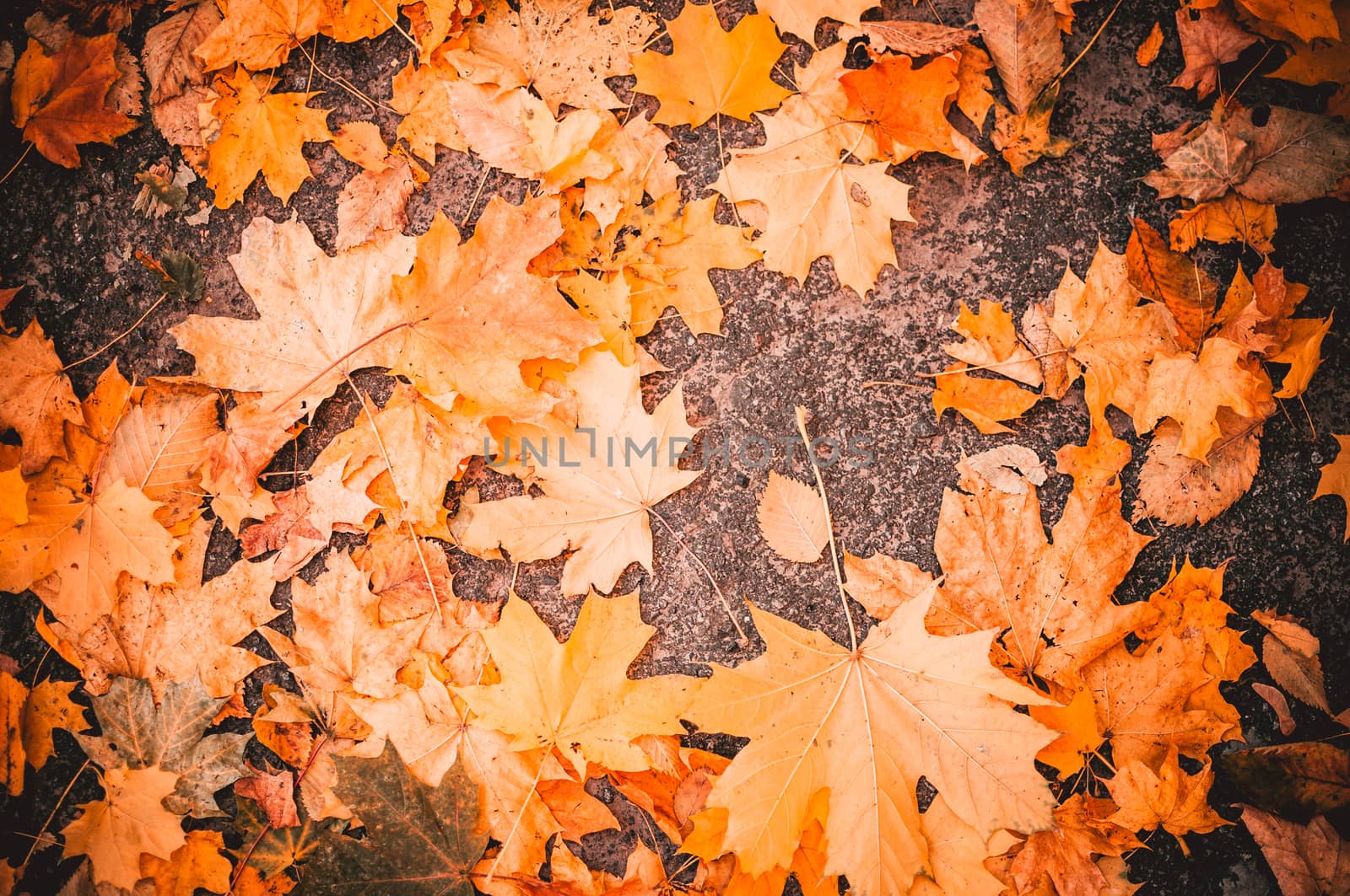 Maple leaves lie on the stone blocks in the park. The cold season of autumn. Time before halloween. The concept of the autumn period. Copy space. by Alla_Morozova93