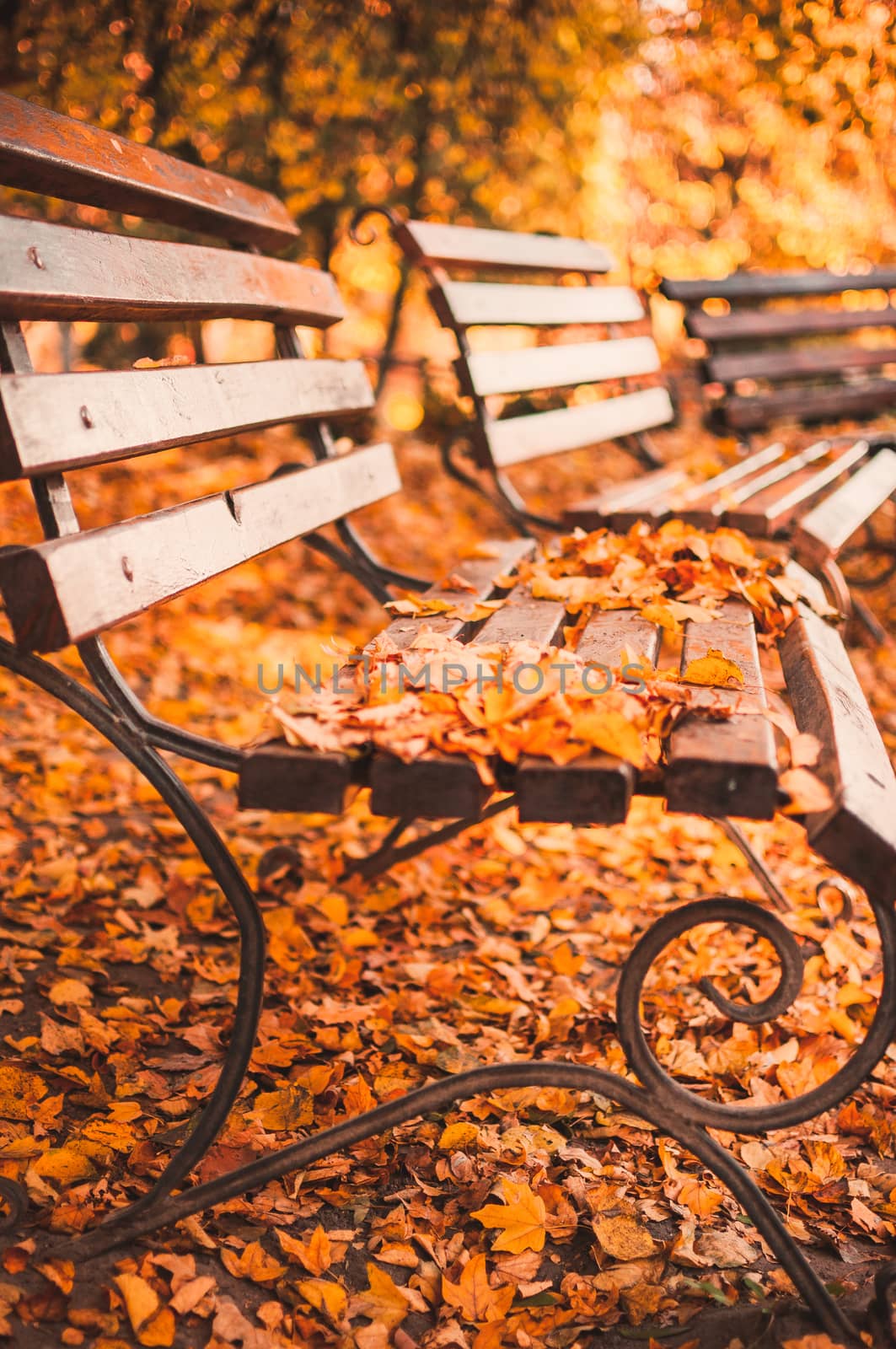 empty bench in the autumn park is strewn with red and yellow dry leaves. Golden autumn concept. relaxing place for reflection and contemplation. by Alla_Morozova93