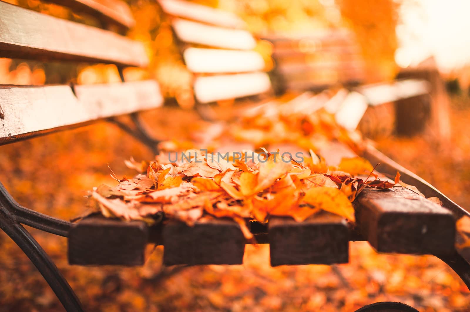empty bench in the autumn park is strewn with red and yellow dry leaves. Golden autumn close-up concept.relaxing place for reflection and contemplation.