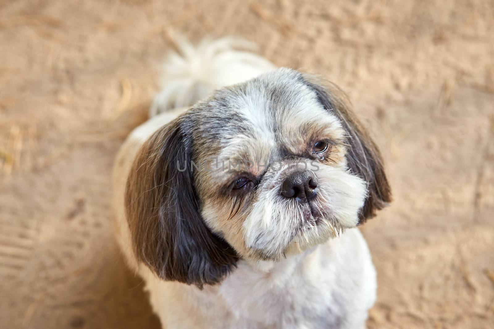 The dog Shih Tzu sits on the forest road