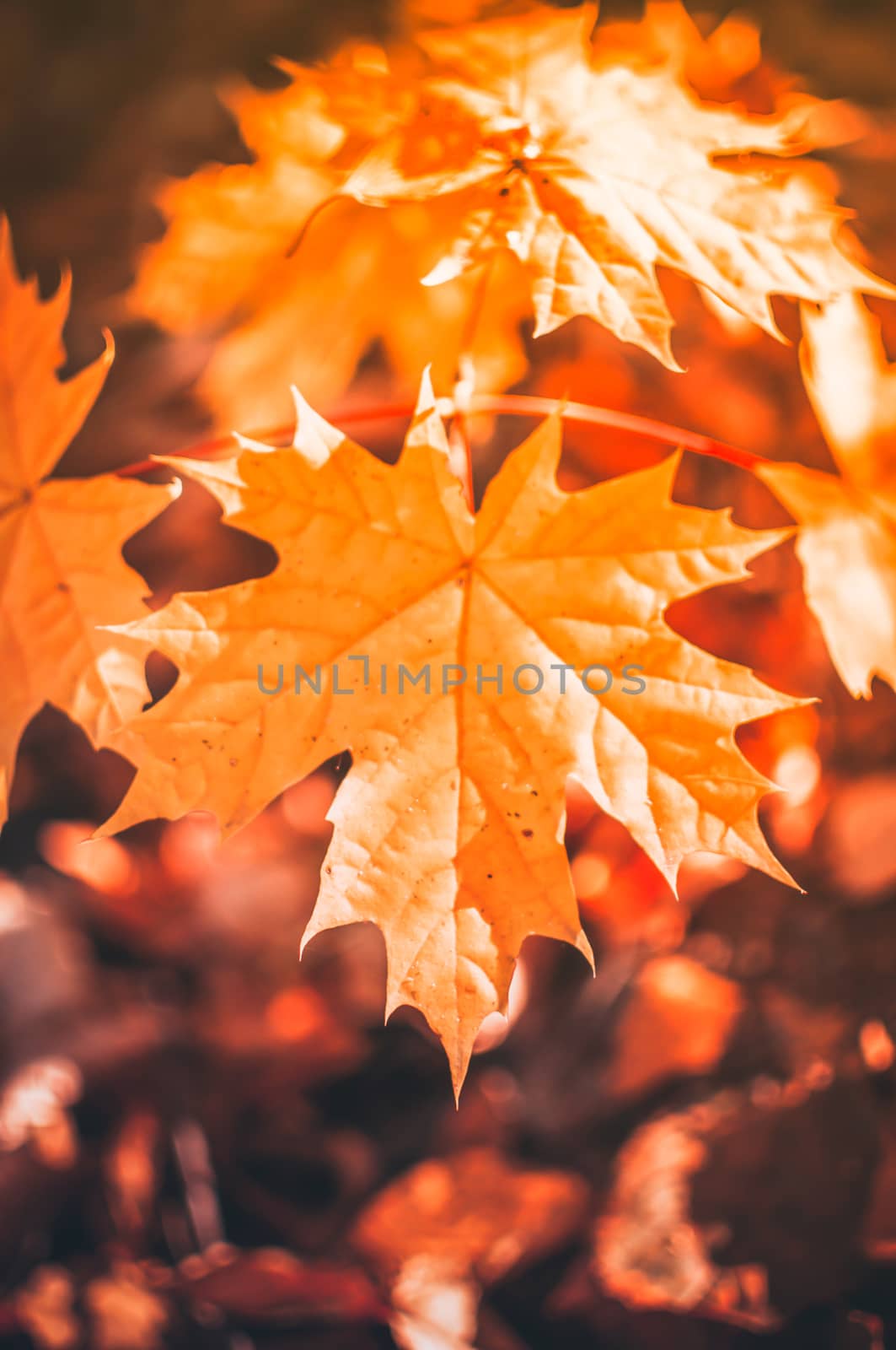 brightly colorful maple leaf close-up in the sunshine selective focus. Natural autumn background with place for copy space. Seasonal concept.