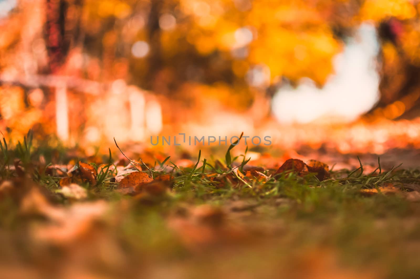Warm autumn landscape in the morning forest at sunrise. Selective focus on yellowed grass. Golden autumn concept.
