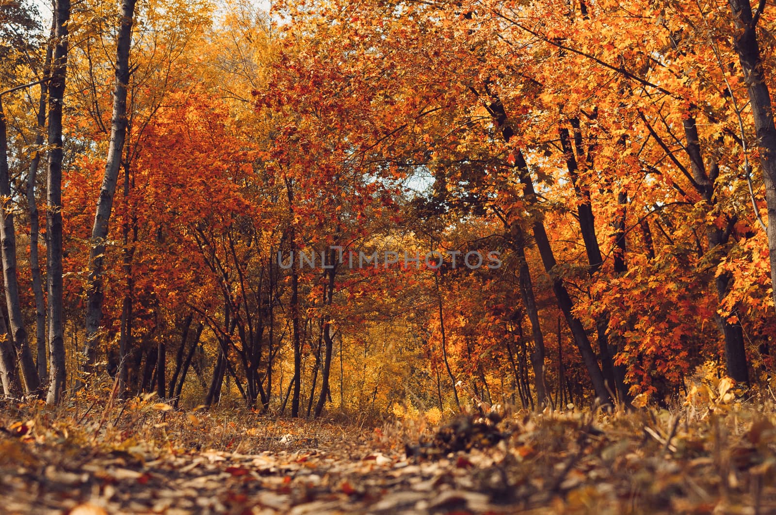 Autumn sunny landscape. Road to yellow forest. Autumn park of trees and fallen autumn leaves on the ground in the park on a sunny October day.template for design.