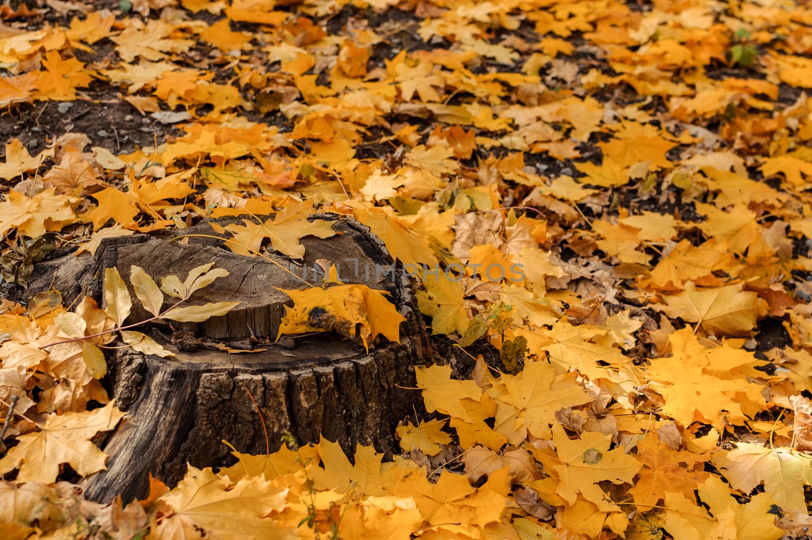 natural view of a stump and yellow maple leaves in the autumn forest. Wooden stump with autumn leaves and forest on a background of nature. Beautiful autumn scene, template for design. Copy space