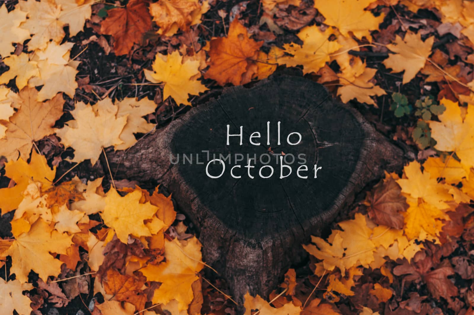 Hello October. A natural looking stump and yellow maple leaves in the autumn forest. Wooden stump with autumn leaves and forest on a background of nature. Template for design. Copy space