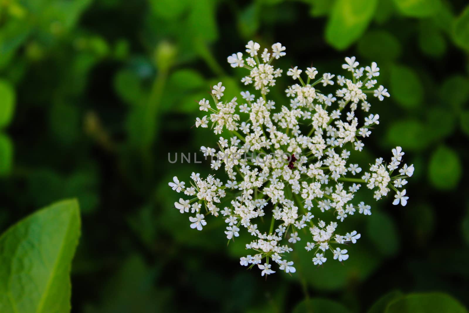 Grass, cow parsley, wild chervil, wild beaked parsley, keck. by mahirrov