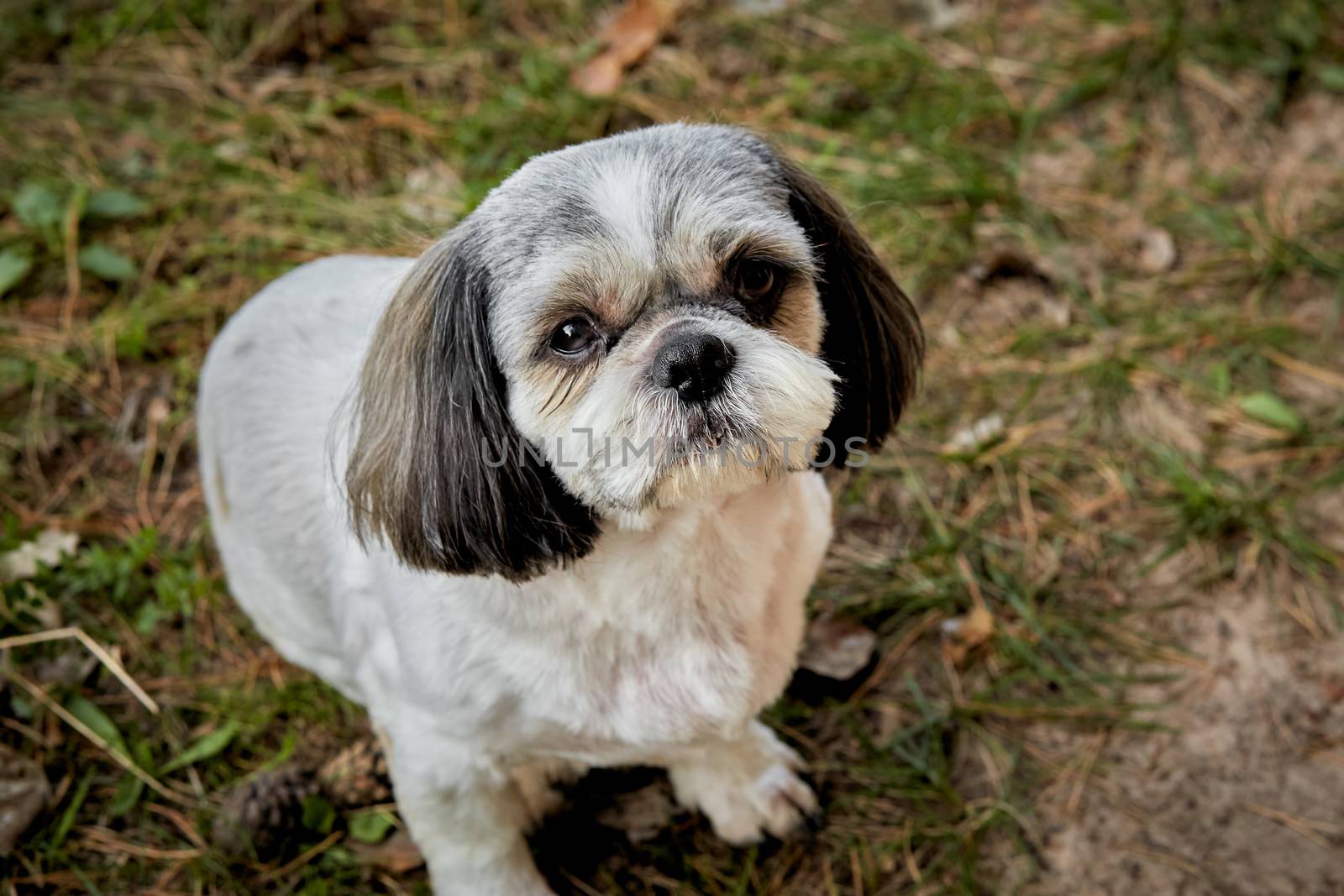 Shih Tzu dog sits on the grass in the forest