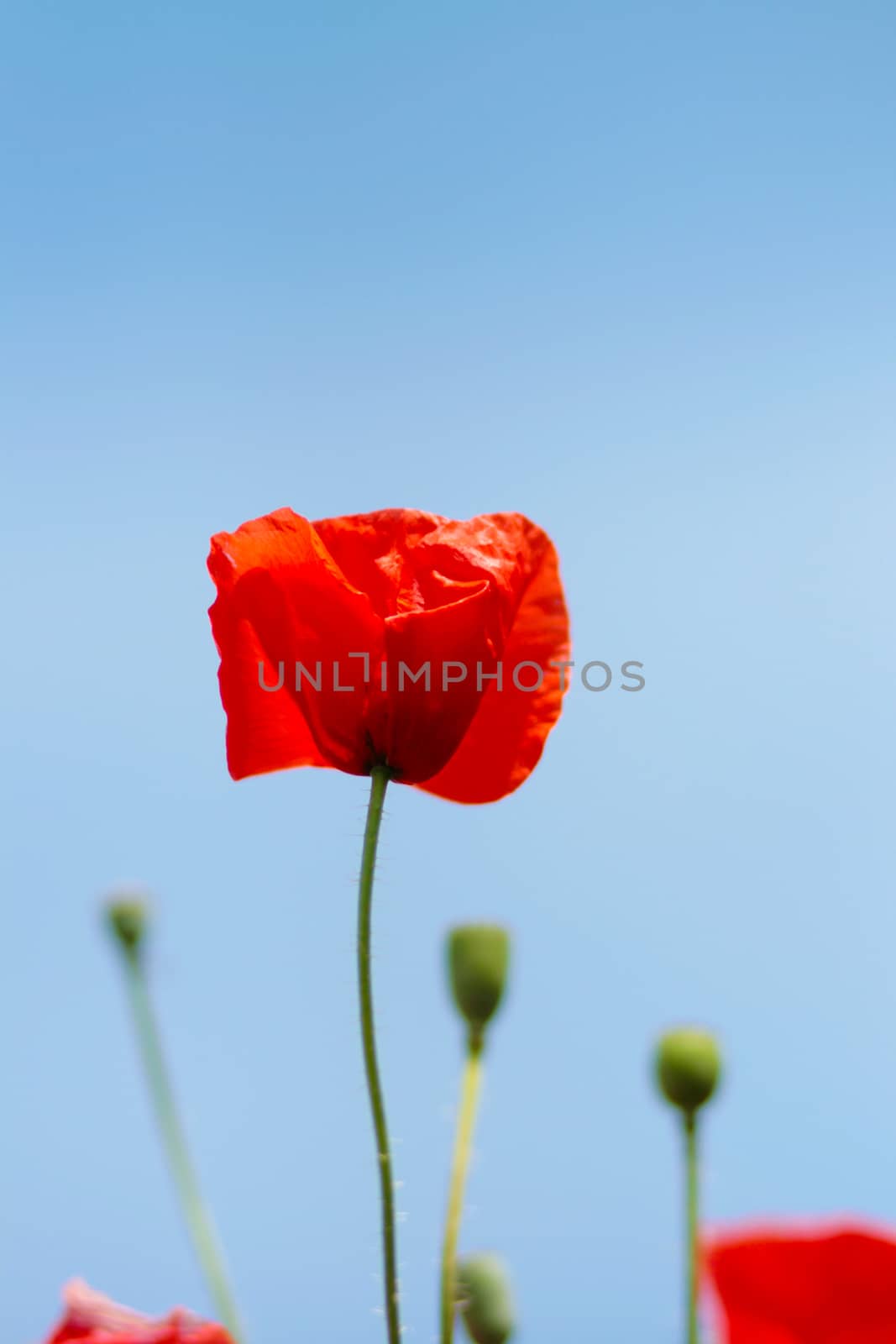 Blooming poppy field. Red poppy flower close up.