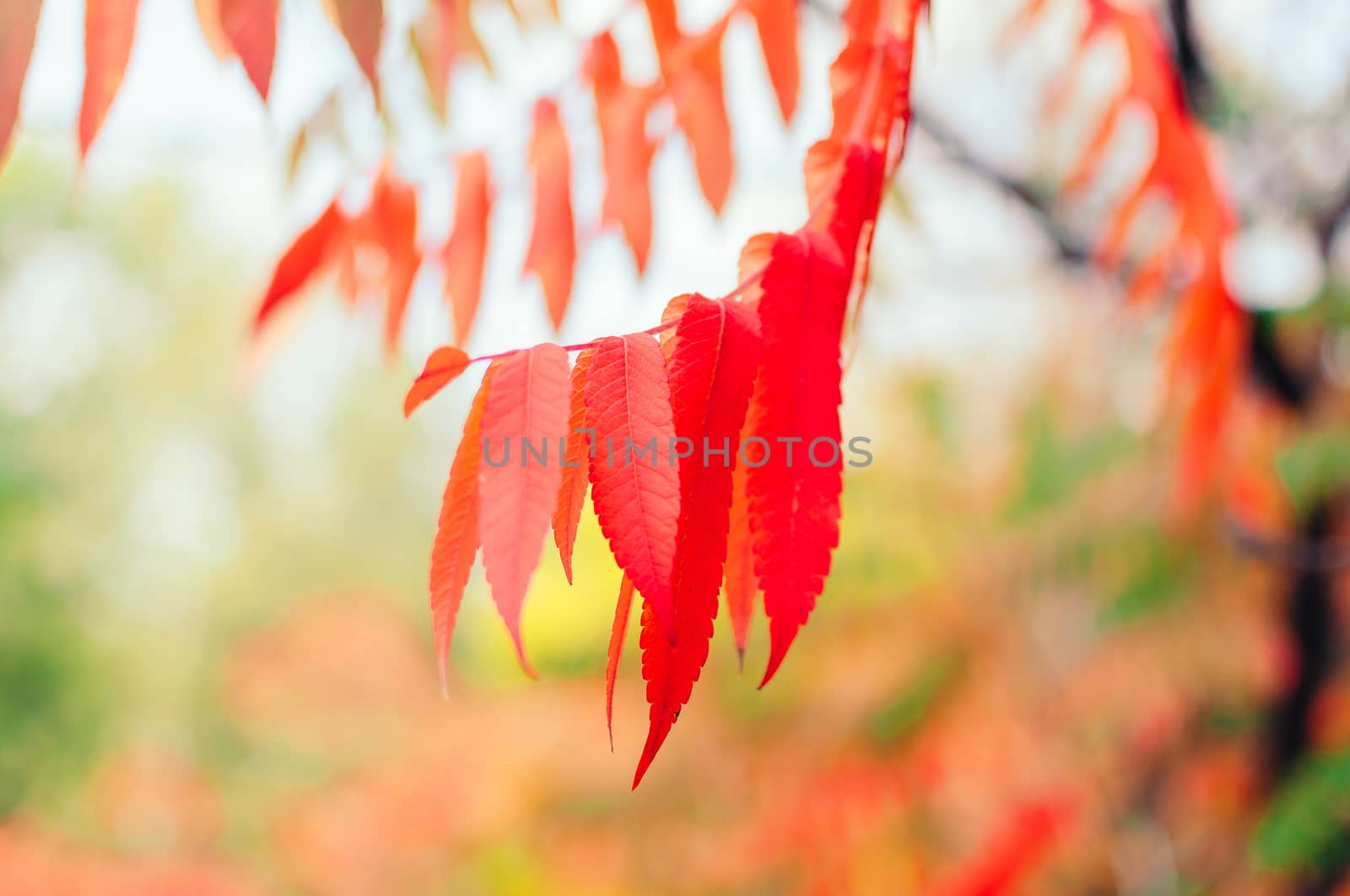 beautiful autumn leaves of red color close-up. Autumn landscape background. Autumn abstract background with red leaves. Autumn nature forest background for design. Copy space. by Alla_Morozova93