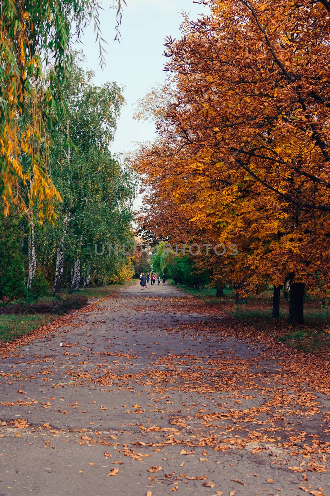 Autumn sunny landscape. The road to the autumn park with trees and fallen autumn leaves on the ground in the park on a sunny October day. Template for design. Copy space.