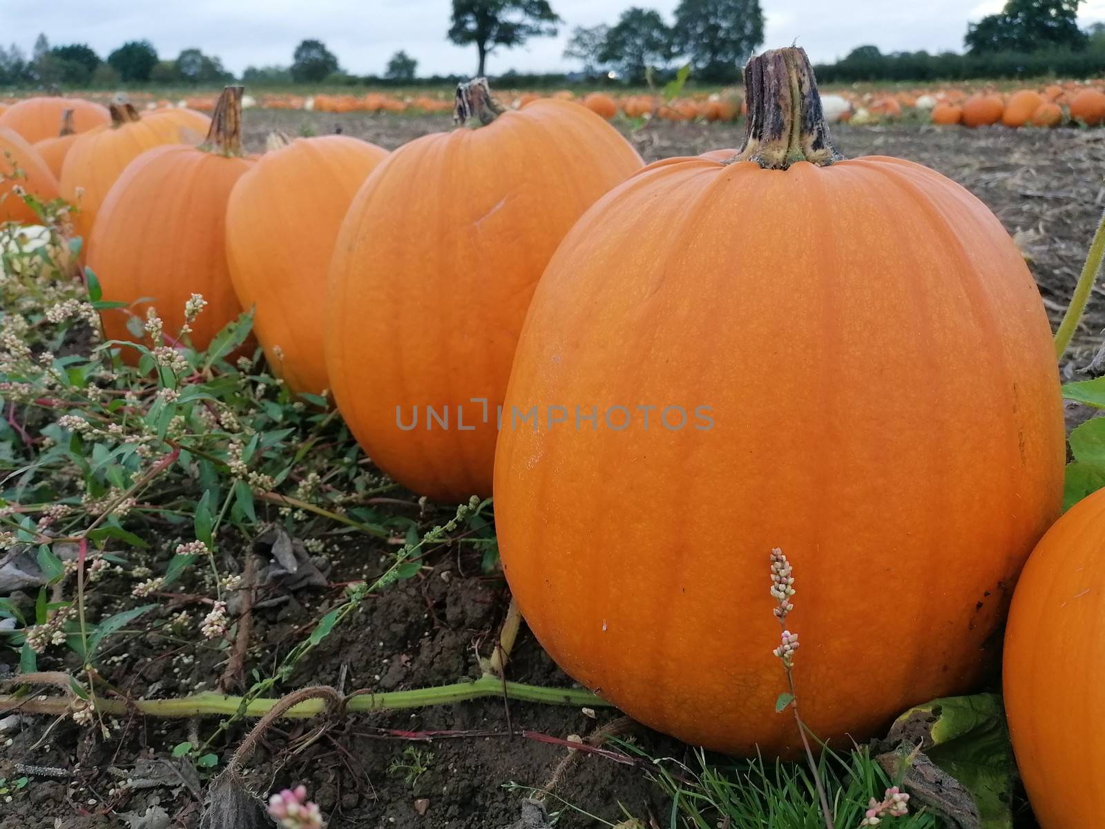 Big orange pumpkin growing in a field in norfolk uk ready for halloween