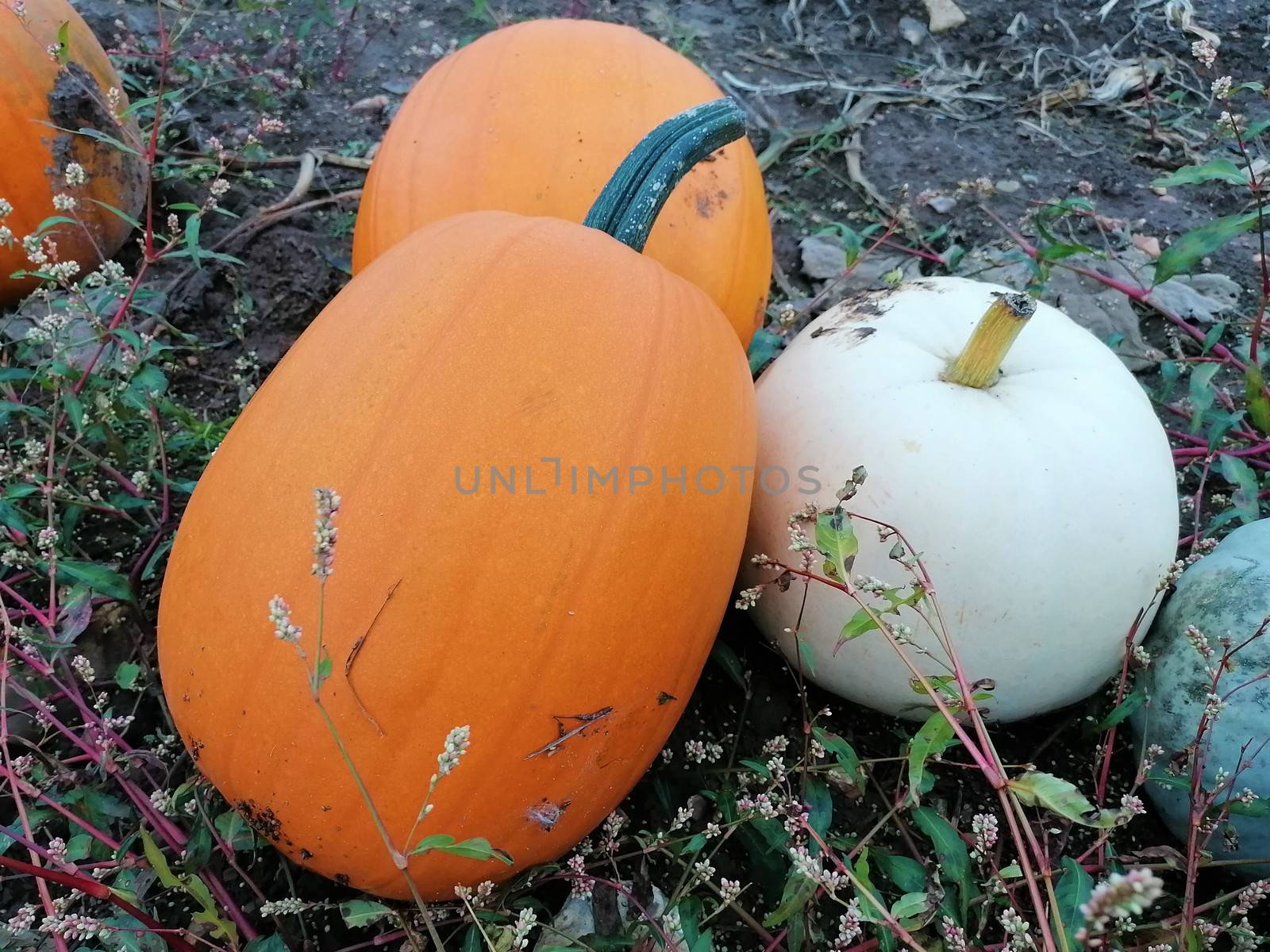 Three big pumpkins growing in a field. Orange and white skins ready for halloween