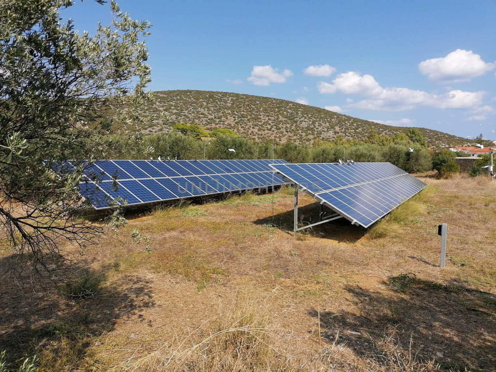 Solar panels photovoltaic in an olive grove in greece