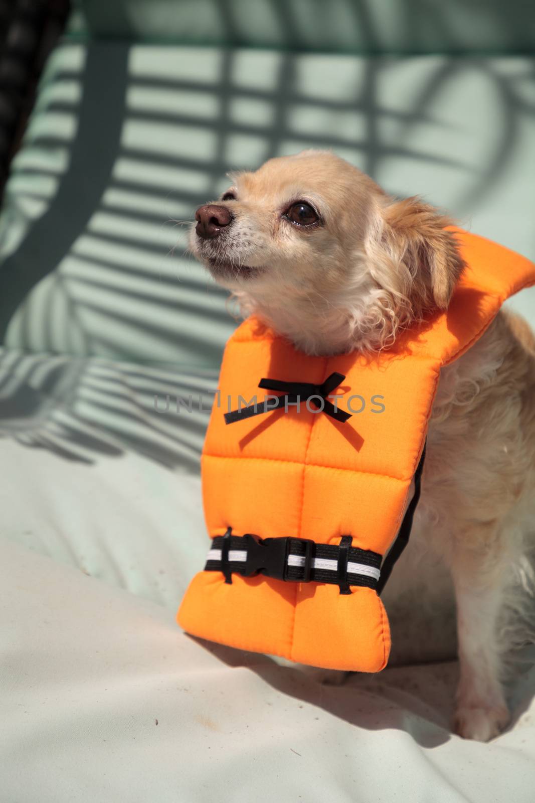 Cute Chihuahua dog in a Halloween costume nautical orange life vest in Florida.