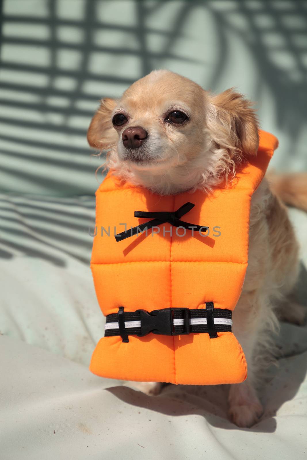 Cute Chihuahua dog in a Halloween costume nautical orange life v by steffstarr