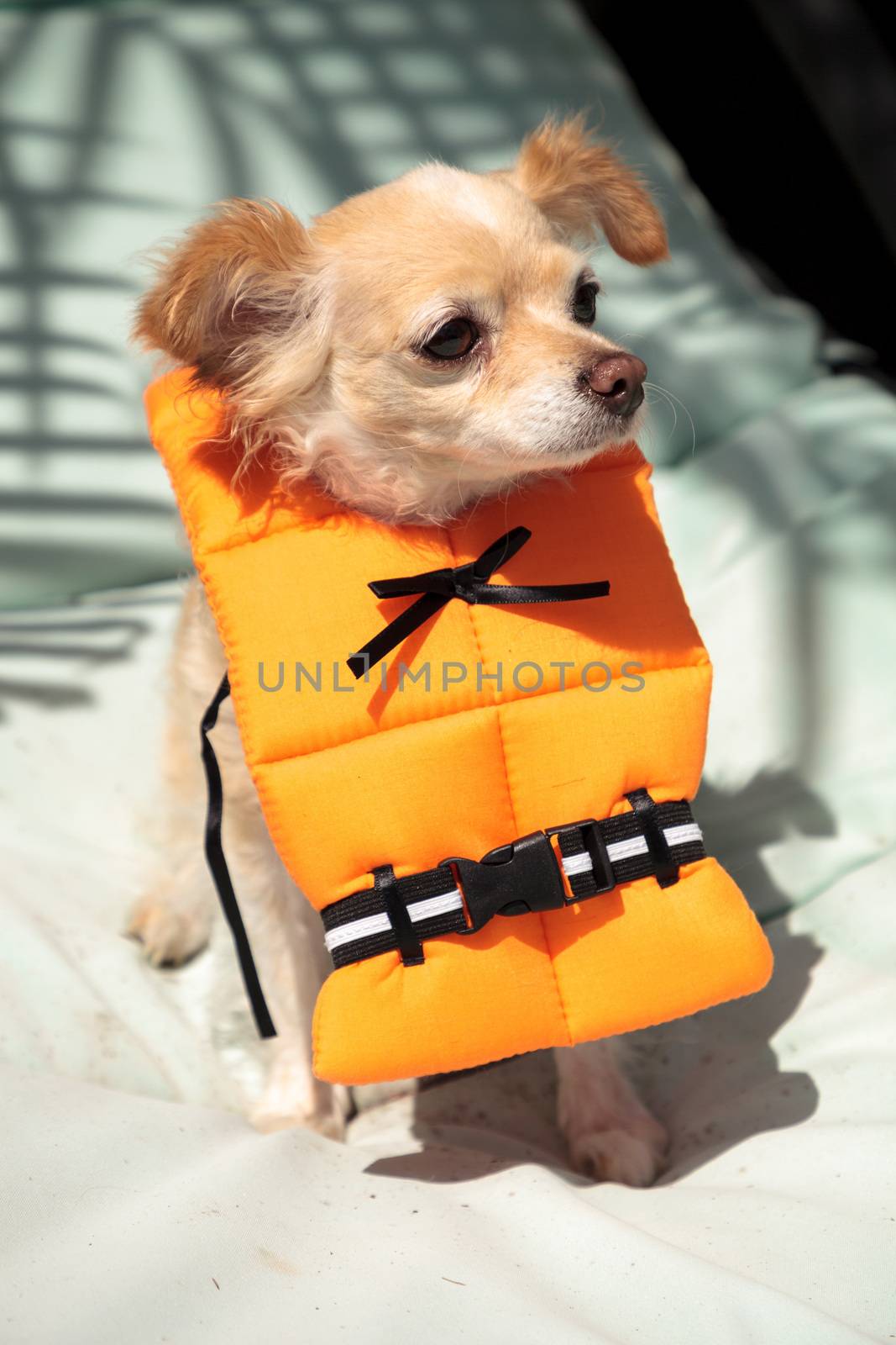 Cute Chihuahua dog in a Halloween costume nautical orange life v by steffstarr
