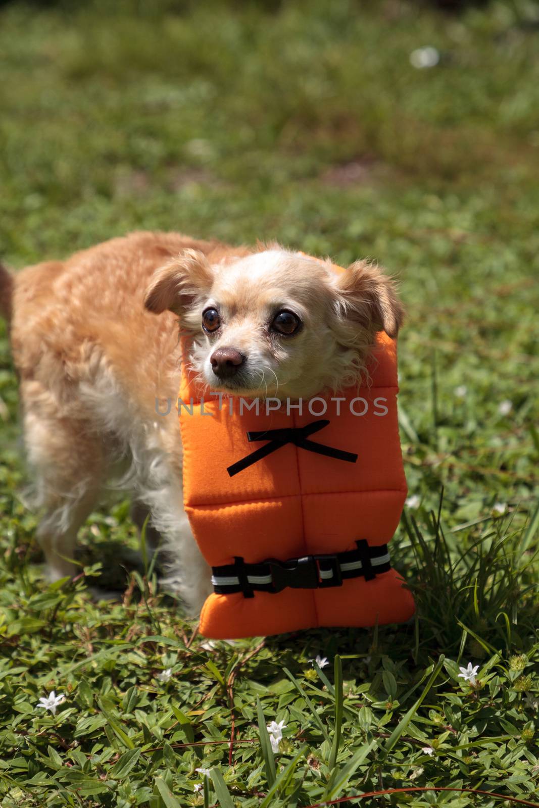 Concerned Chihuahua dog in a Halloween costume nautical orange l by steffstarr