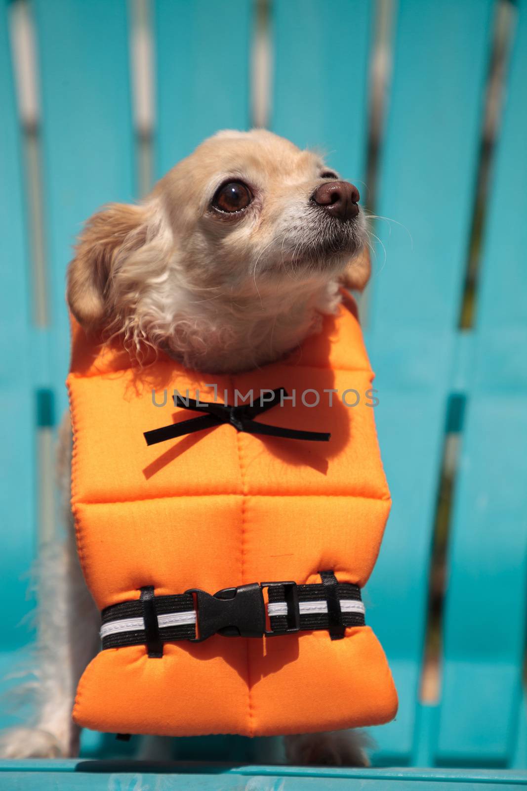 Concerned Chihuahua dog in a Halloween costume nautical orange life vest in Florida.