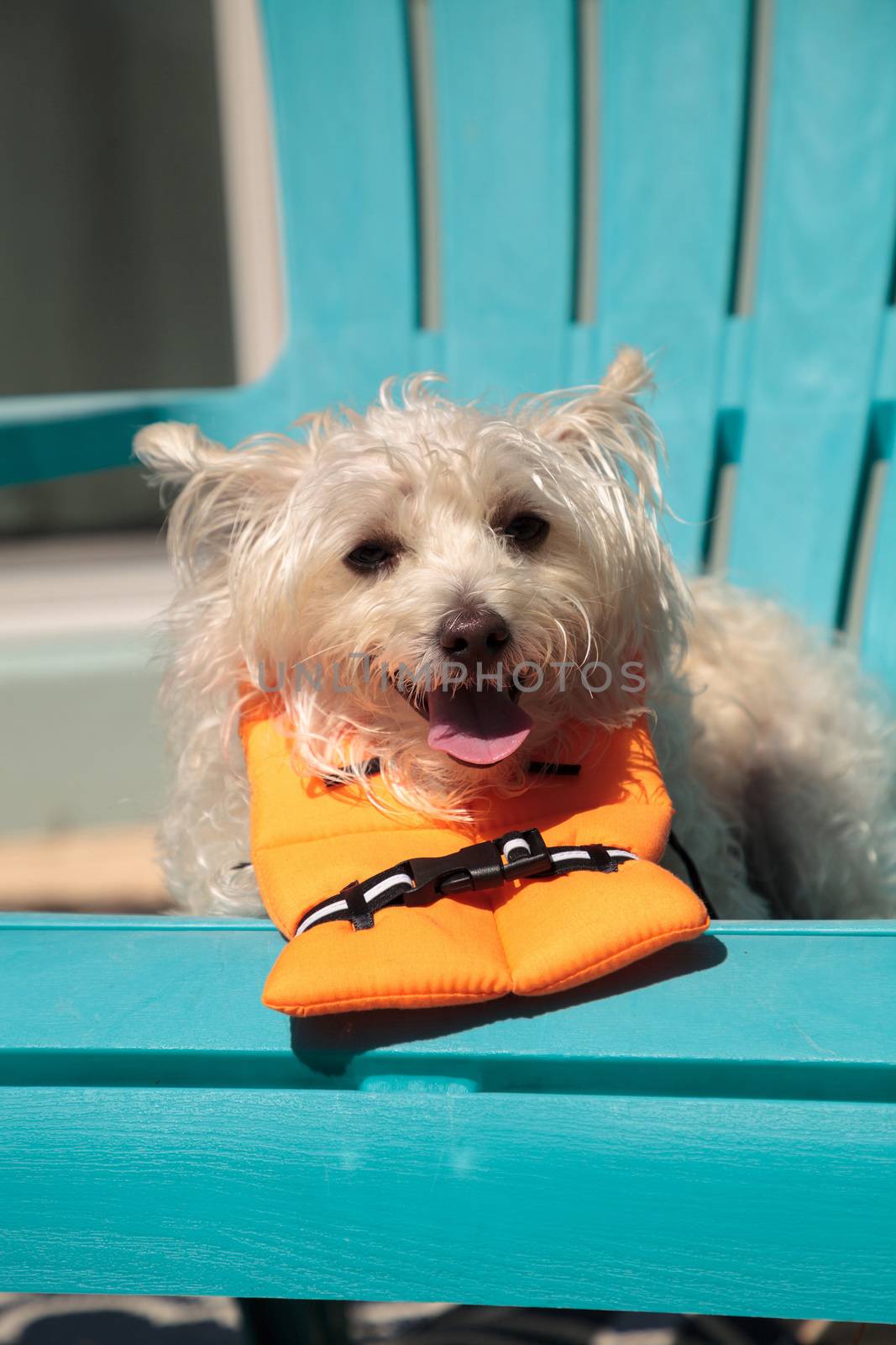 Smiling West Highland Terrier dog in a Halloween costume nautica by steffstarr