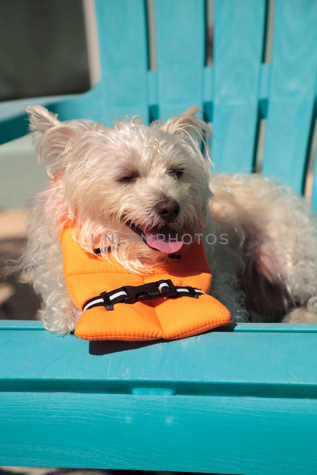 Smiling West Highland Terrier dog in a Halloween costume nautical orange life vest in Florida.