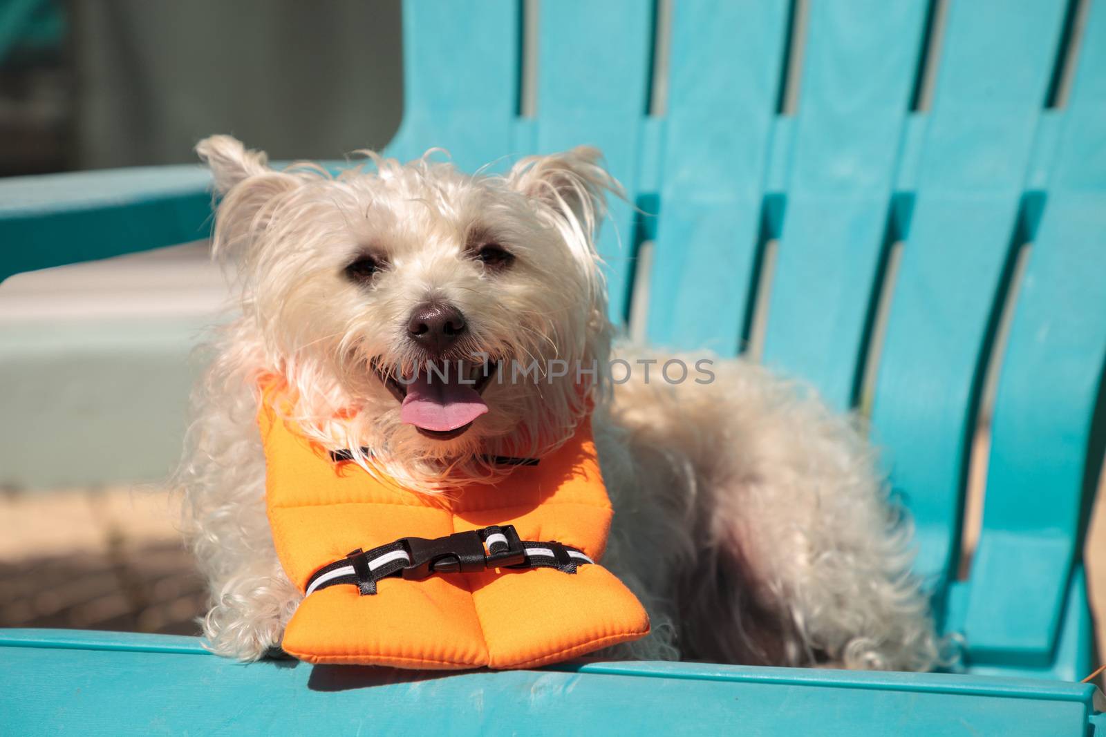 Smiling West Highland Terrier dog in a Halloween costume nautica by steffstarr