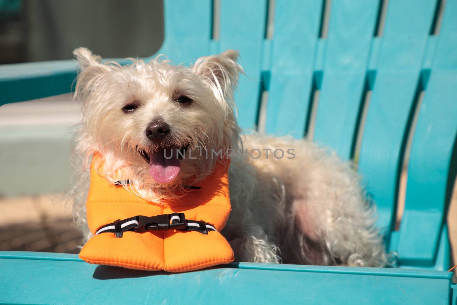 Smiling West Highland Terrier dog in a Halloween costume nautical orange life vest in Florida.