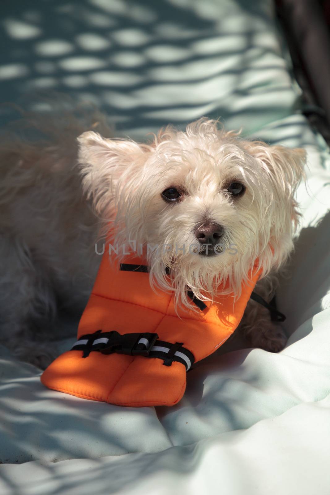 Scruffy West Highland Terrier dog in a Halloween costume nautical orange life vest in Florida.