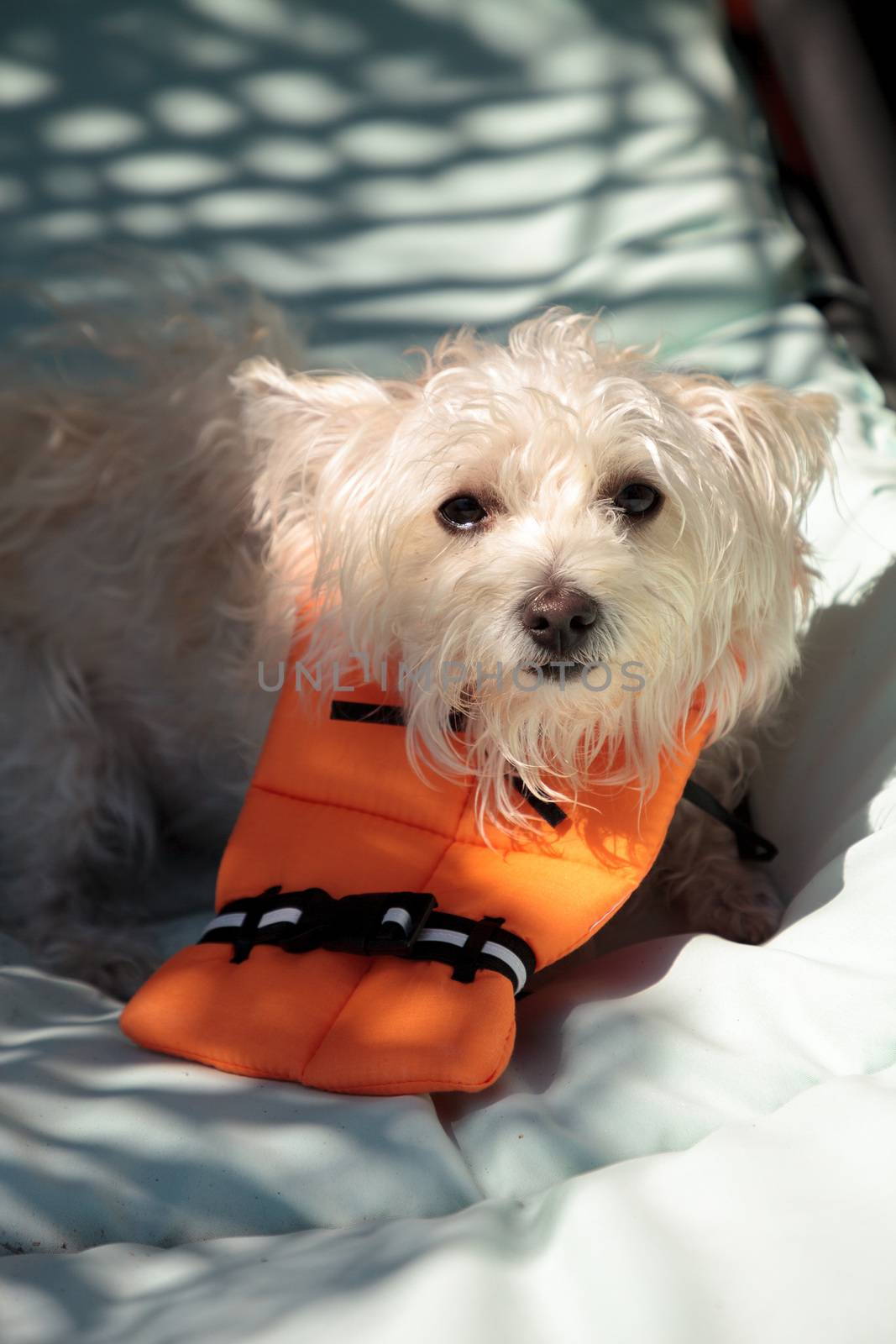 Scruffy West Highland Terrier dog in a Halloween costume nautical orange life vest in Florida.