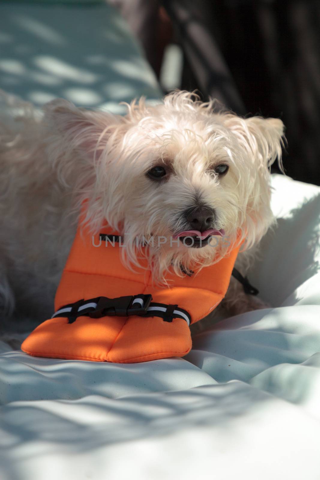 Scruffy West Highland Terrier dog in a Halloween costume nautical orange life vest in Florida.