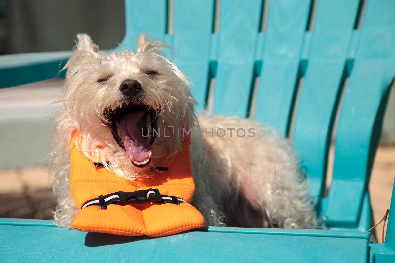 Shouting West Highland Terrier dog in a Halloween costume nautic by steffstarr