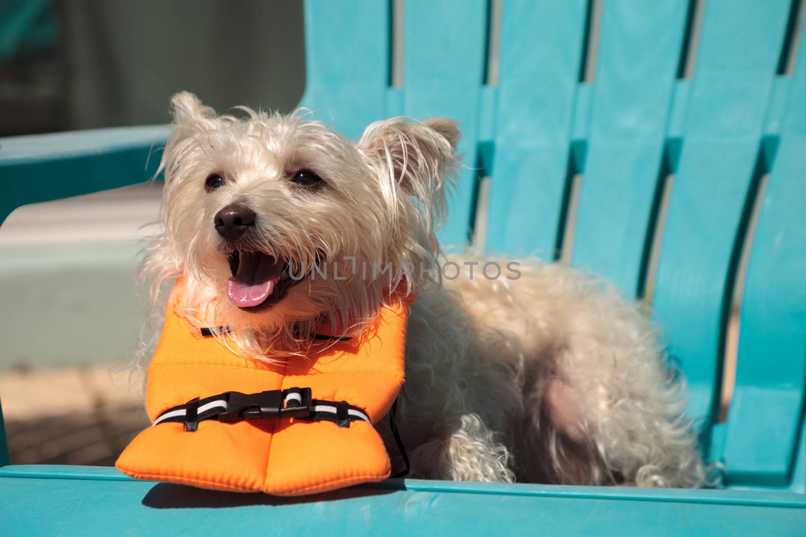 Shouting West Highland Terrier dog in a Halloween costume nautic by steffstarr