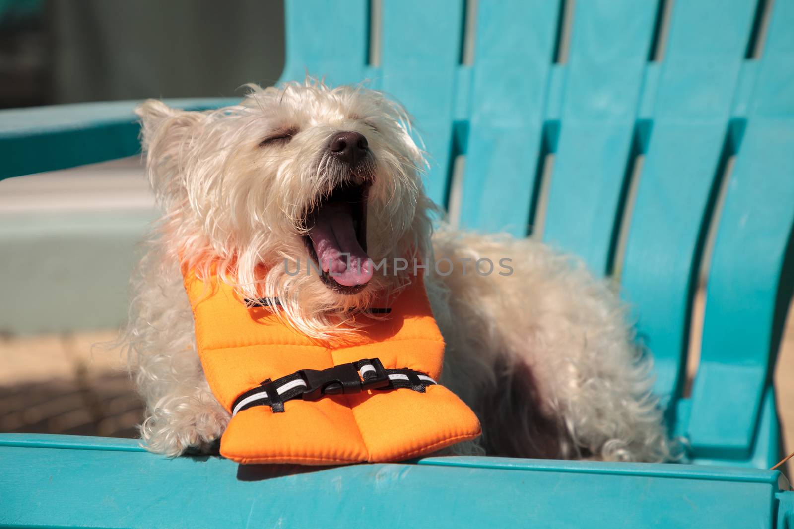 Shouting West Highland Terrier dog in a Halloween costume nautical orange life vest in Florida.