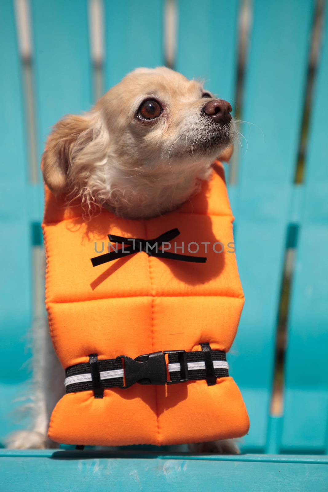 Concerned Chihuahua dog in a Halloween costume nautical orange l by steffstarr