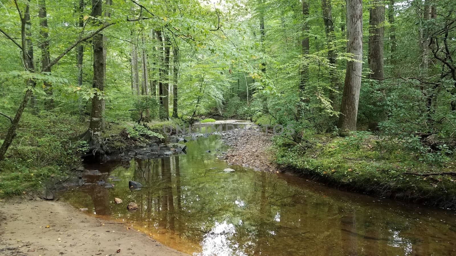 stream or creek water in woods with trees by stockphotofan1