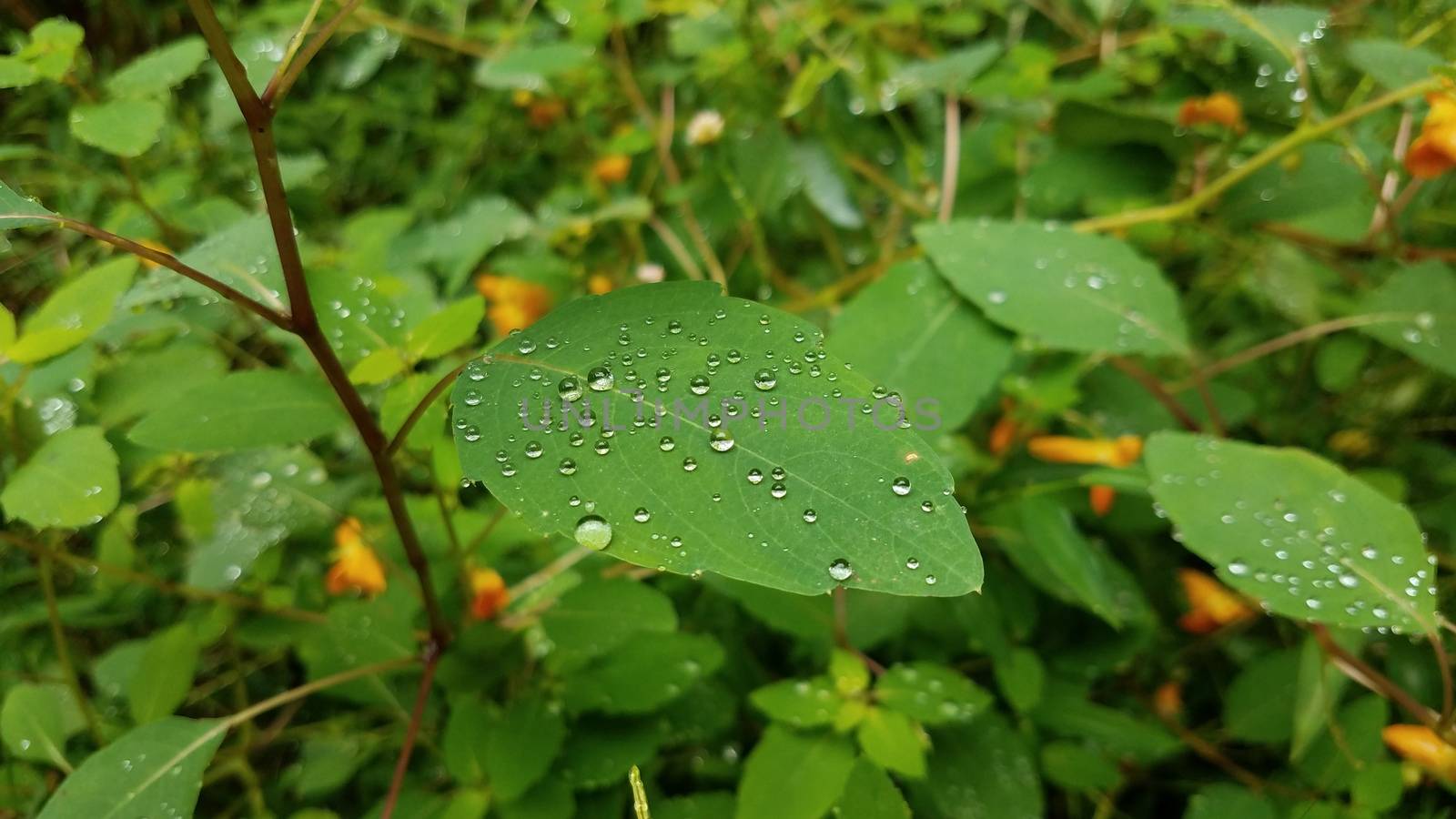 rain water drops on plant with green leaves