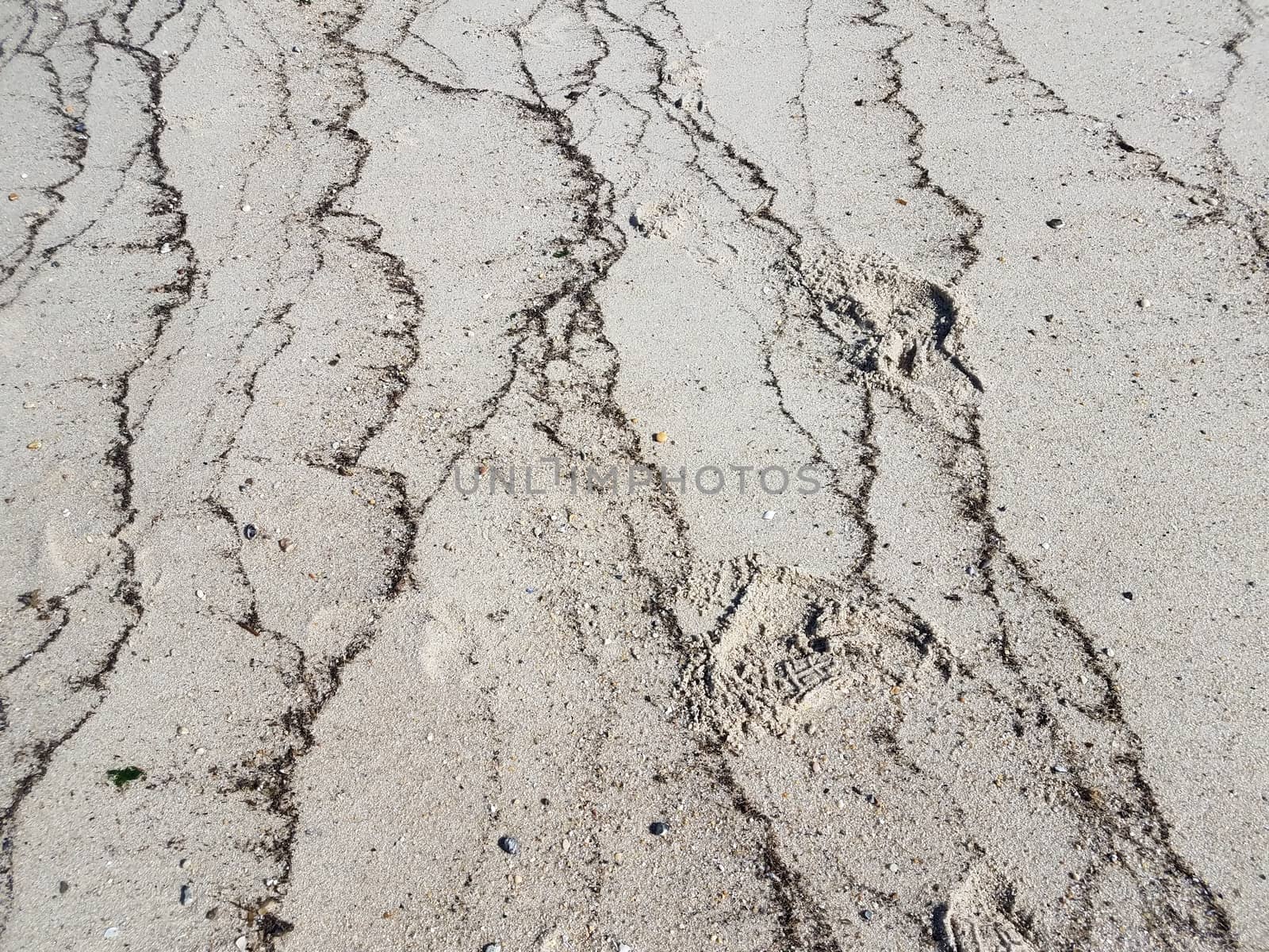 lines of seaweed and shells in sand on beach at coast